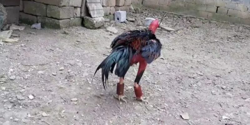 Cách nuôi gà đá bo lớn khi tập luyện