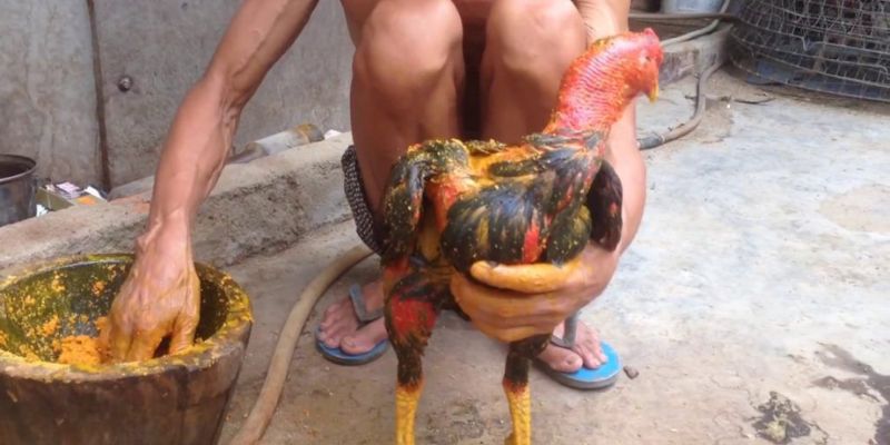 Giãn cơ om bóp cho chiến kê