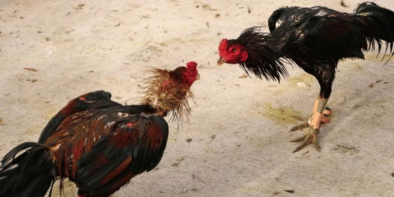 Đôi nét sơ lược về sân chơi đá gà 88