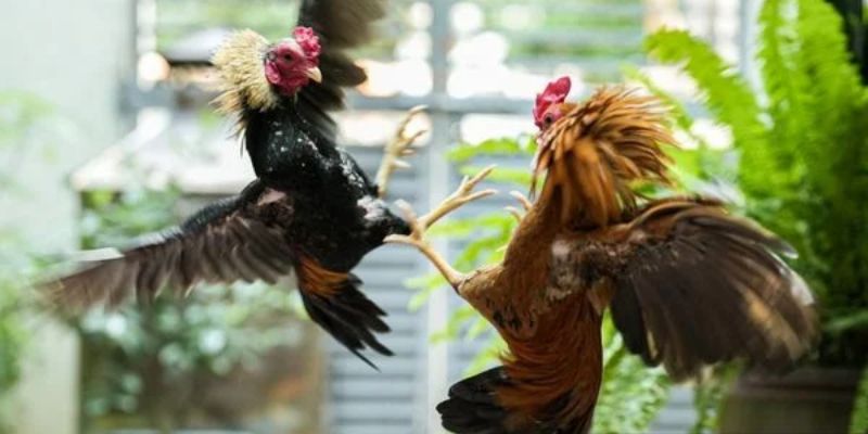 Những màn đấu gà cựa dao nảy lửa