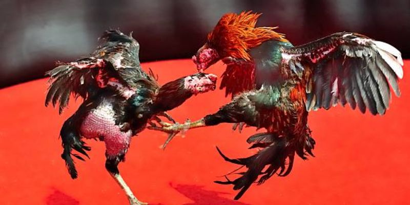 Đa dạng loại hình thi đấu chọi kê