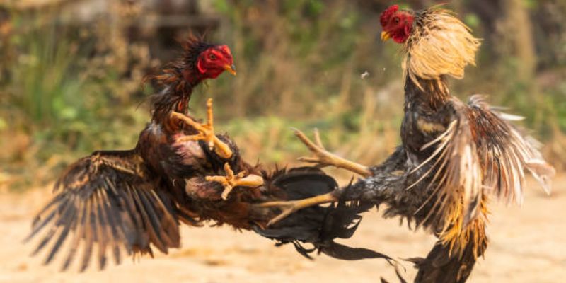 Công nghệ phát sóng đỉnh cao