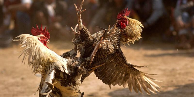 Đá gà cựa dao - Sân chơi đẫm máu của hùng kê