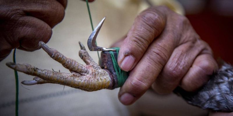 Yêu cầu về cựa dao
