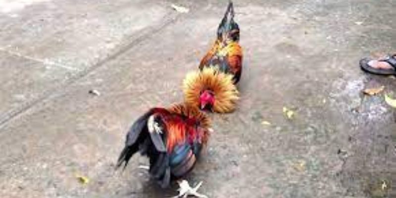 Quy định về thể trạng linh kê