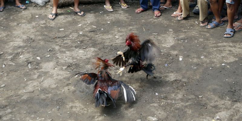 Sơ lược về đá gà Thomo