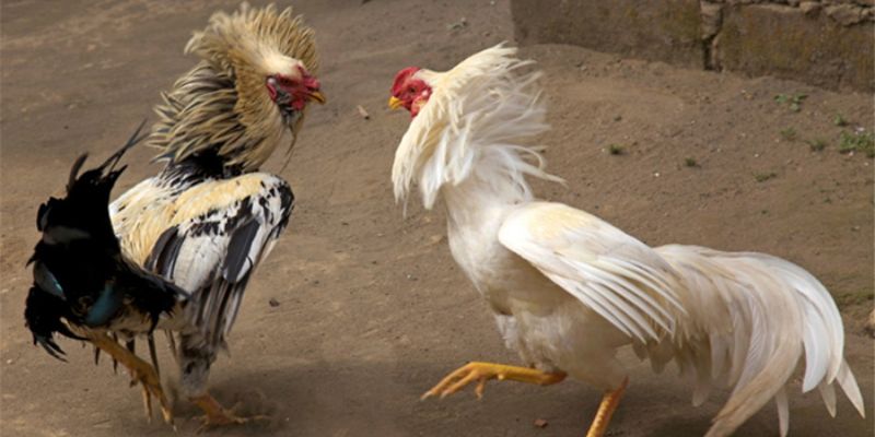 Lời khuyên hữu ích khi tham gia cá cược đá gà C3