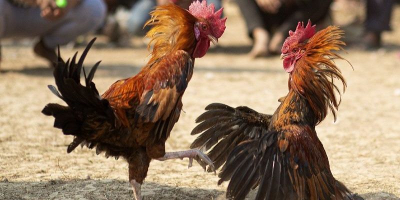 Tổ chức thường niên với số lượng trận đấu cực lớn