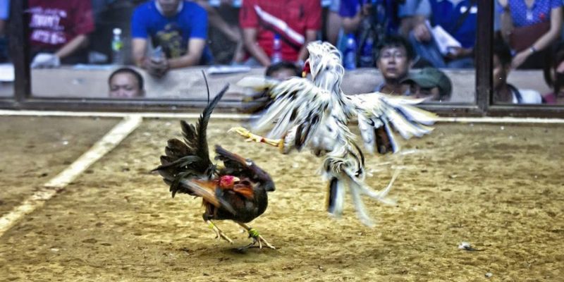 Hình thức trực tiếp đá gà C1