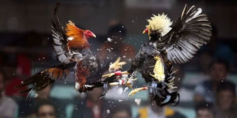 Hình ảnh chọi kê sắc nét