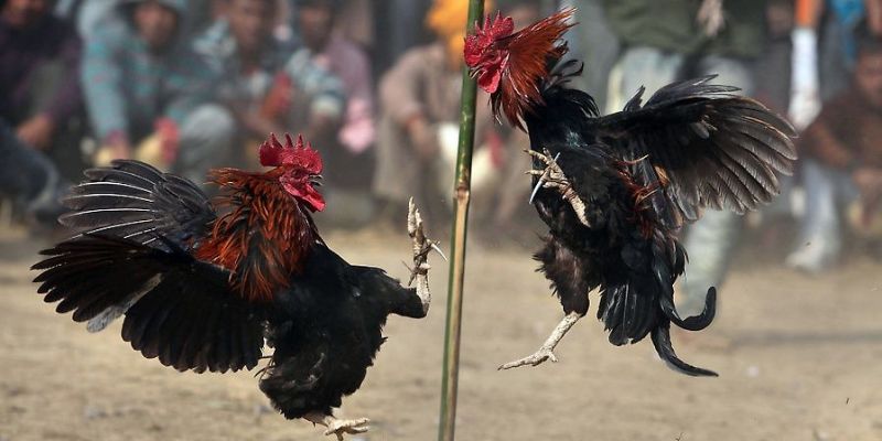 Đá gà Thomo chất lượng